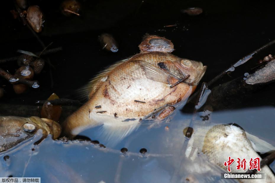 習(xí)近平同巴西聯(lián)邦共和國總統(tǒng)舉行會談 兩國元首一致同意推動中巴全面戰(zhàn)略伙伴關(guān)系取得新的更大發(fā)展