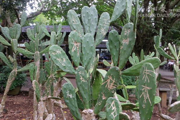 習(xí)近平同巴西聯(lián)邦共和國總統(tǒng)舉行會(huì)談 兩國元首一致同意推動(dòng)中巴全面戰(zhàn)略伙伴關(guān)系取得新的更大發(fā)展