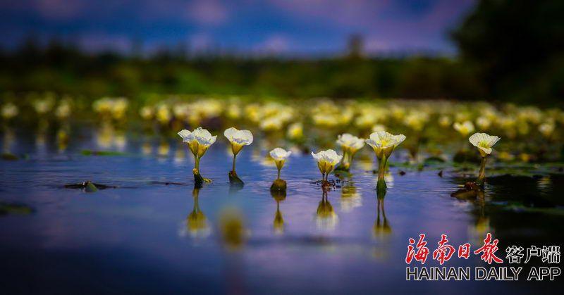 手機界又一大佬落下帷幕！走向互聯網業(yè)務只為最后一搏？