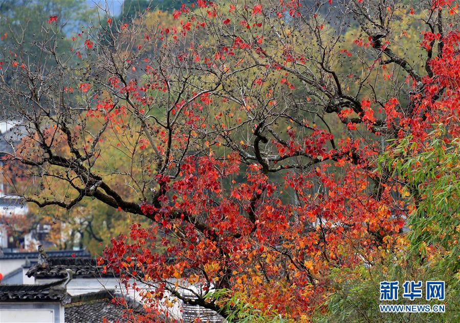 習近平總書記在深度貧困地區(qū)脫貧攻堅座談會上的重要講話引起強烈反響
