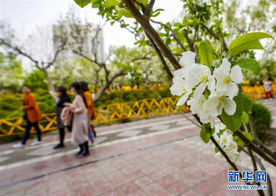 河北“袁府”是養(yǎng)老院？白巖松：要真是，就感動中國了