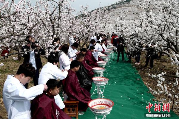 起底城市綠化中的奢靡之風：貧困縣斥資200多萬種銀杏