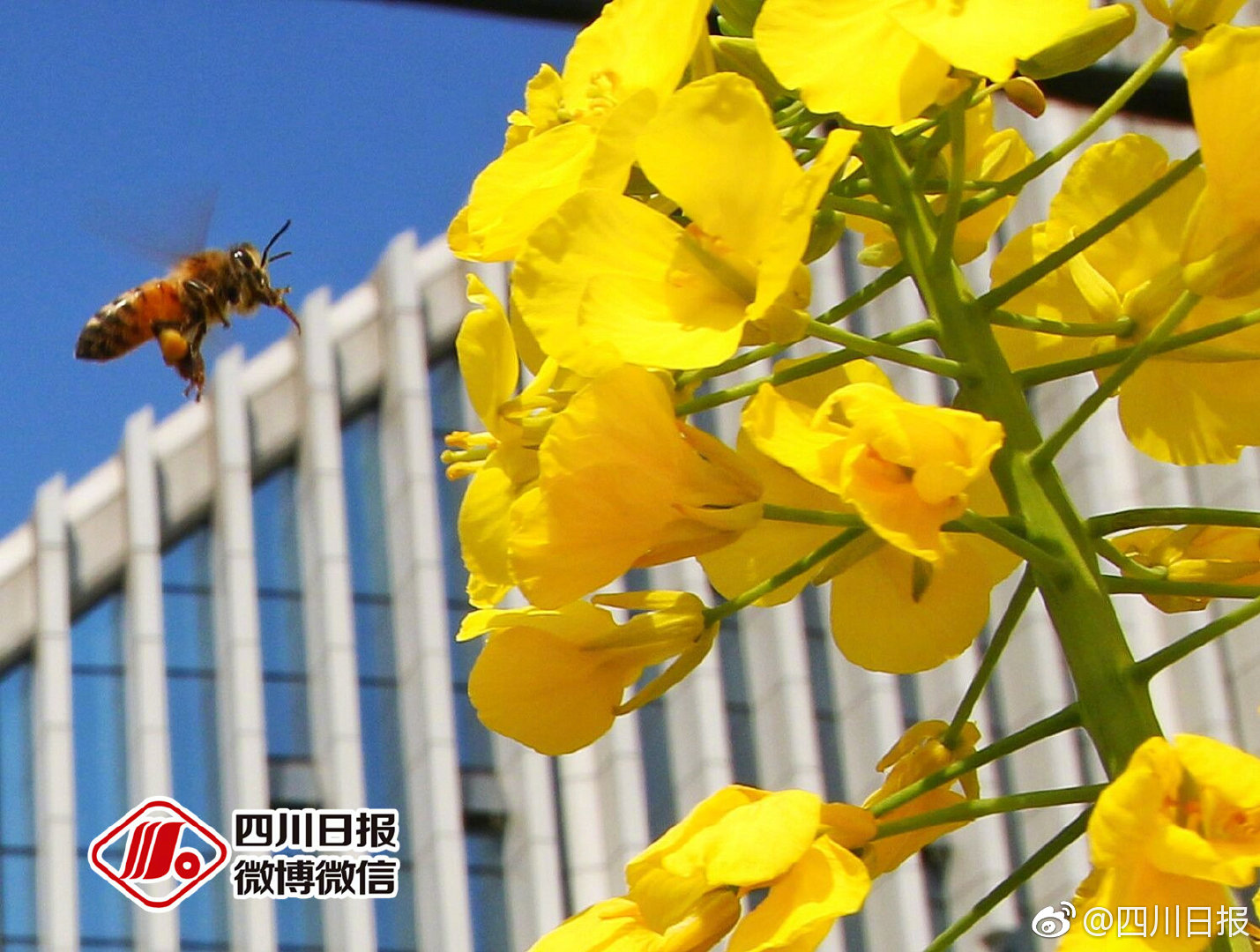 俄遠東草原發(fā)生火災(zāi)造成27人受傷