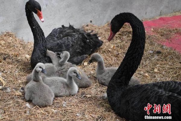 河北“袁府”是養(yǎng)老院？白巖松：要真是，就感動中國了
