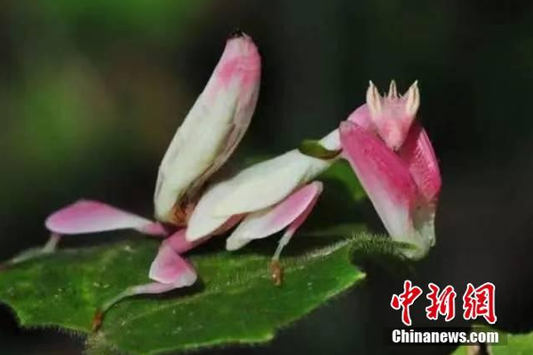 俄遠東草原發(fā)生火災造成27人受傷