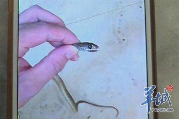 十二屆全國人大常委會第二十九次會議在京閉幕
