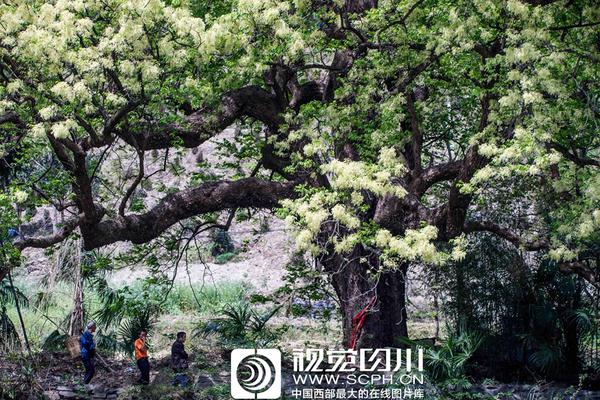 習(xí)近平同巴西聯(lián)邦共和國總統(tǒng)舉行會談 兩國元首一致同意推動中巴全面戰(zhàn)略伙伴關(guān)系取得新的更大發(fā)展