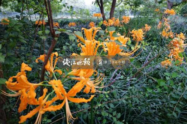 習(xí)近平同巴西聯(lián)邦共和國總統(tǒng)舉行會談 兩國元首一致同意推動中巴全面戰(zhàn)略伙伴關(guān)系取得新的更大發(fā)展