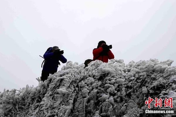 起底城市綠化中的奢靡之風(fēng)：貧困縣斥資200多萬種銀杏