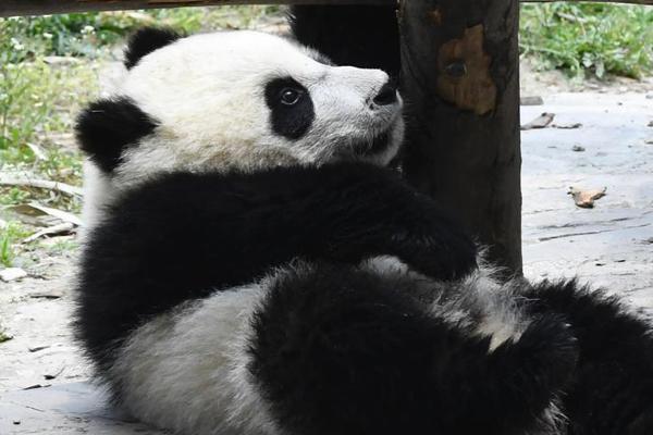 習(xí)近平同巴西聯(lián)邦共和國總統(tǒng)舉行會談 兩國元首一致同意推動中巴全面戰(zhàn)略伙伴關(guān)系取得新的更大發(fā)展