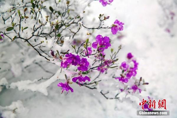 手機(jī)界又一大佬落下帷幕！走向互聯(lián)網(wǎng)業(yè)務(wù)只為最后一搏？