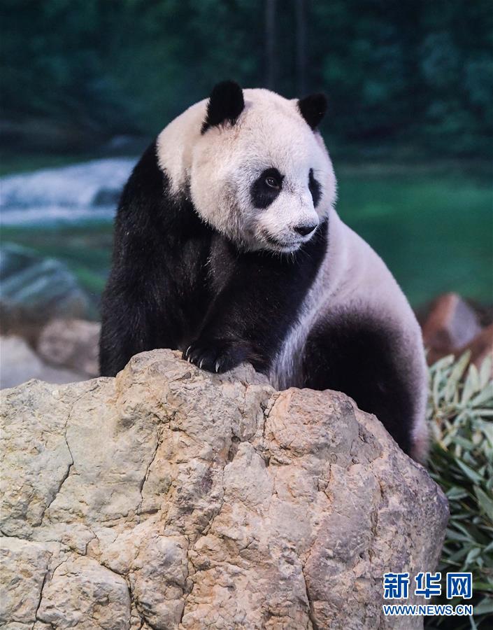 習近平總書記在深度貧困地區(qū)脫貧攻堅座談會上的重要講話引起強烈反響