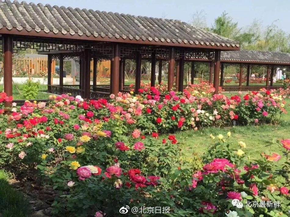 習近平同巴西聯邦共和國總統(tǒng)舉行會談 兩國元首一致同意推動中巴全面戰(zhàn)略伙伴關系取得新的更大發(fā)展