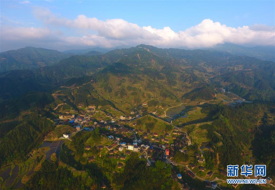 起底城市綠化中的奢靡之風：貧困縣斥資200多萬種銀杏